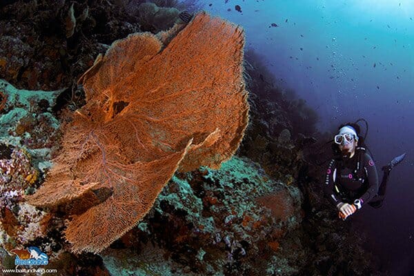 Scuba Diving Menjangan