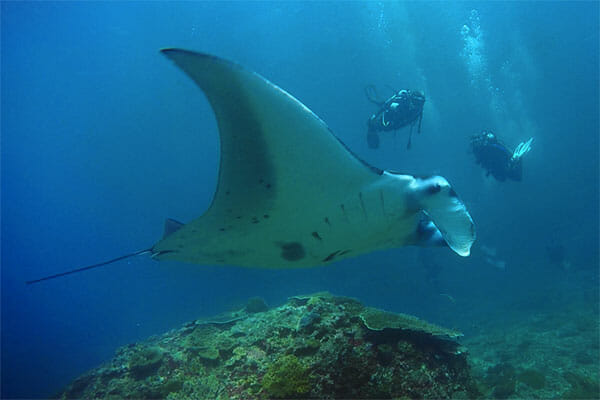 dive with Manta ray