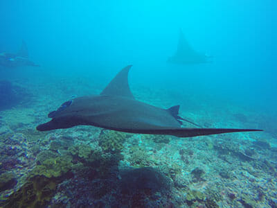 scuba diving nusa penida