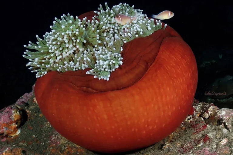 Nudibranch Facts