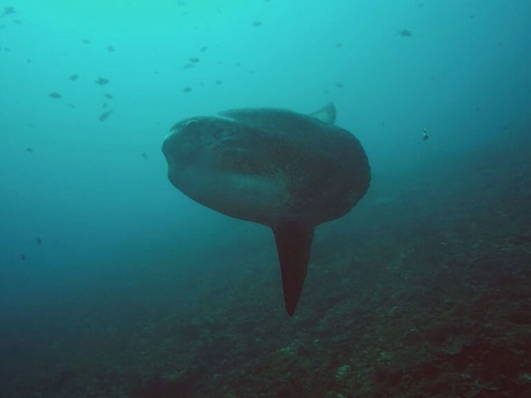 oceanic sunfish bali