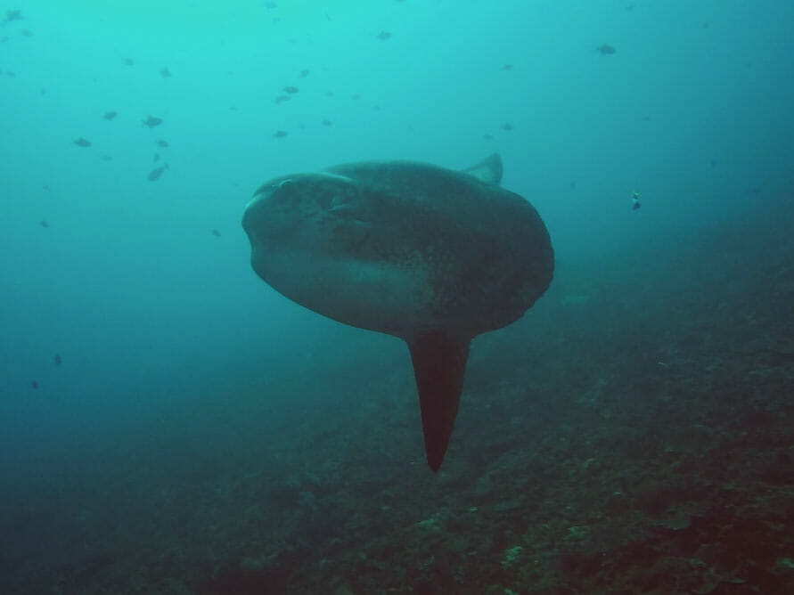 oceanic sunfish bali