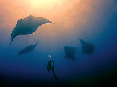 scuba diving lembongan