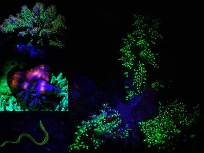 Fluorescent dive bali