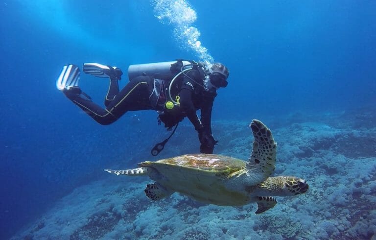 Bali Diving with Turtle in Tulamben and Padang Bai