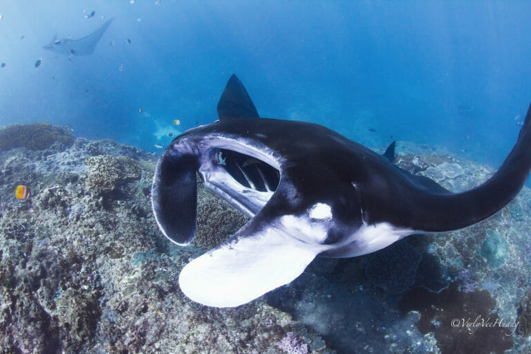 Manta point Bali