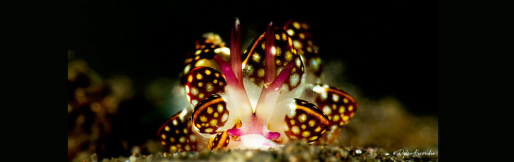 bali diving macro photography