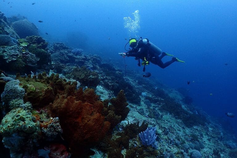 5 Ways You Can Help to Save the Ocean