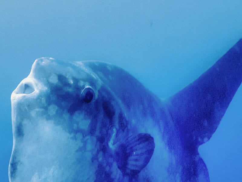 Mola Mola Pep Talk