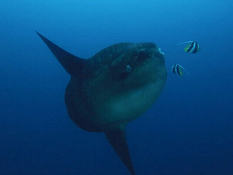 Mola Mola Pep Talk Part 2