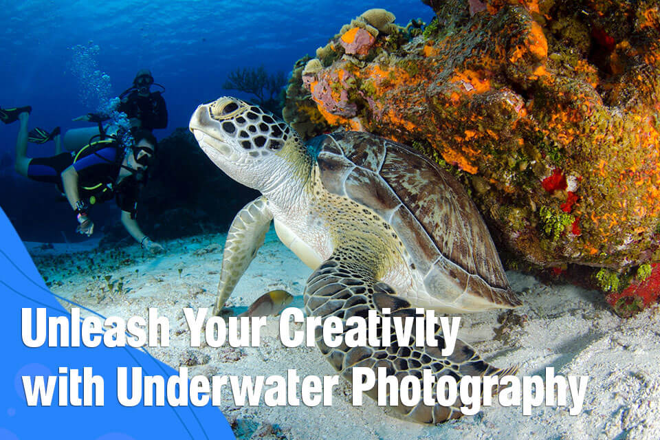Underwater Photography