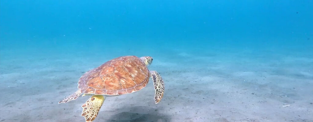 Sea Turtle