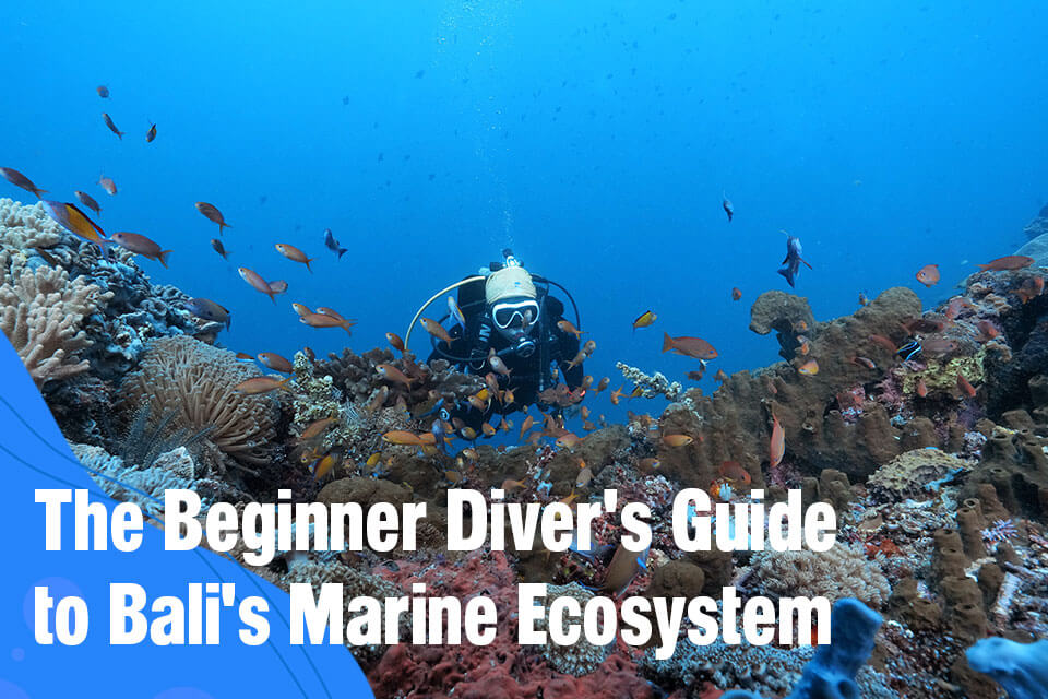 The Beginner Diver's Guide to Bali's Marine Ecosystem