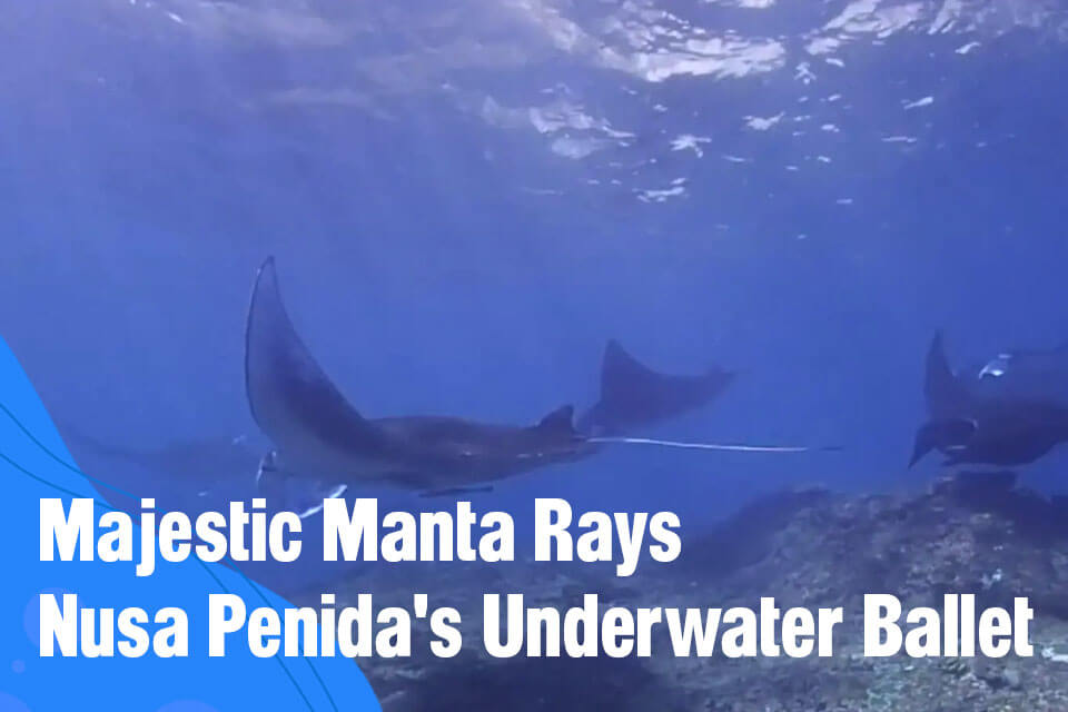 Manta Ray in Nusa Penida