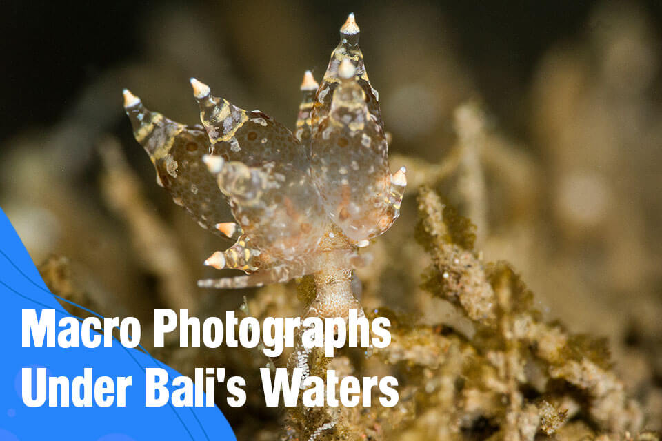 Macro Photographs Under Bali's Waters