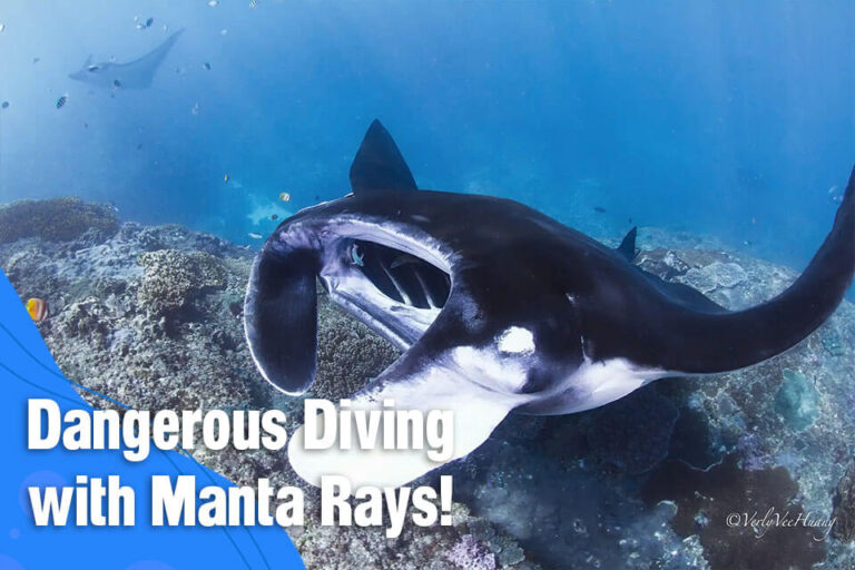 Diving with Manta Rays