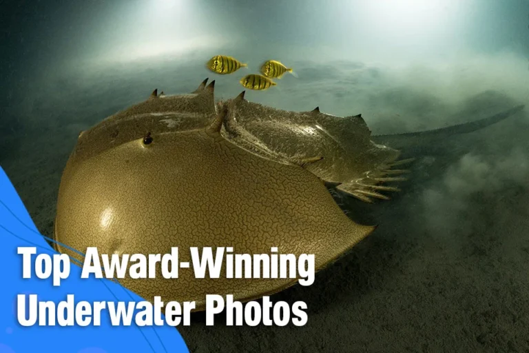 Top Award-Winning Underwater Photos You Must See!