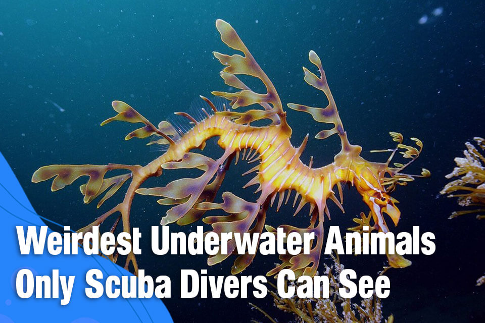 Weirdest Underwater Animals