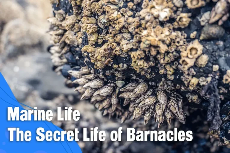 The Secret Life of Barnacles
