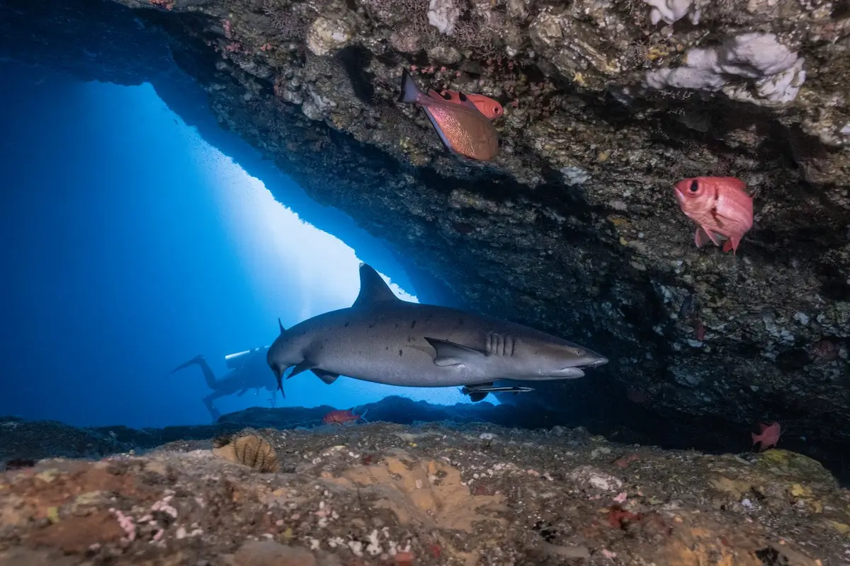 Reef Shark in Bali