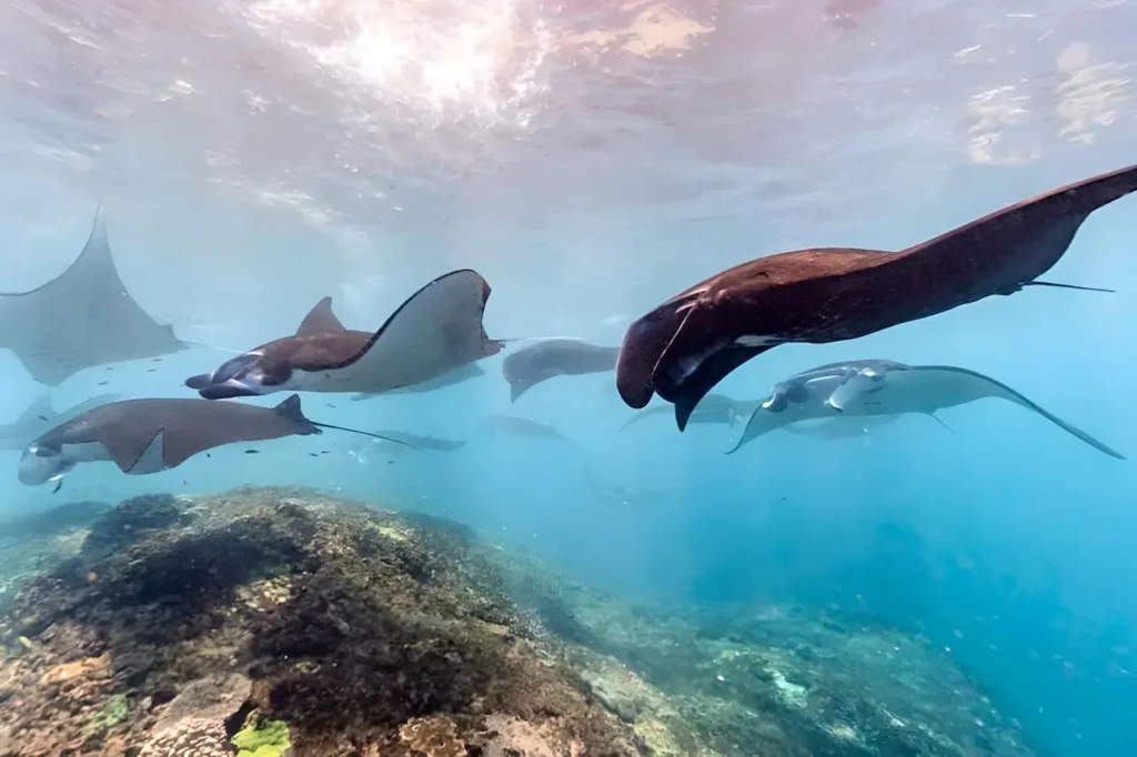Diving with Manta Rays