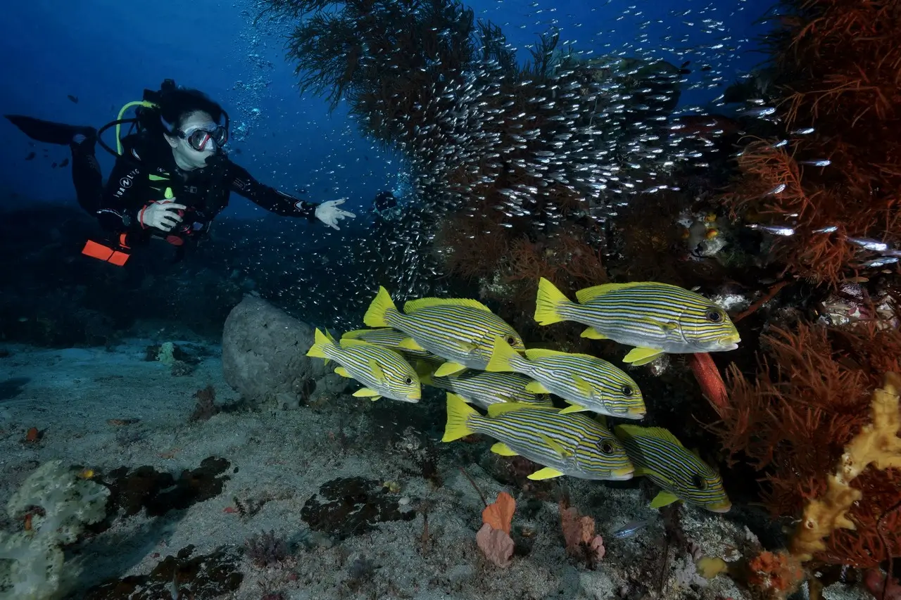 Dive with Schooling Fish
