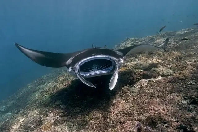 Dive With Manta Ray