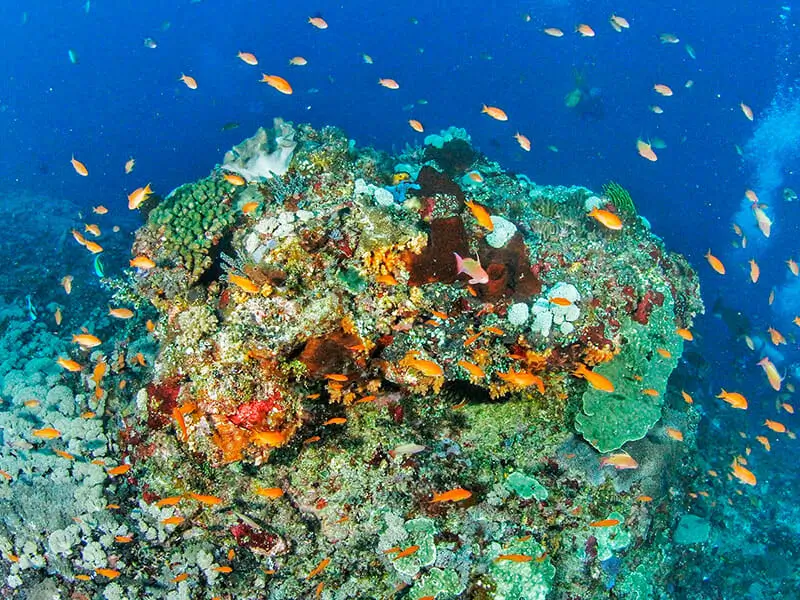 stunning coral reefs and marine life