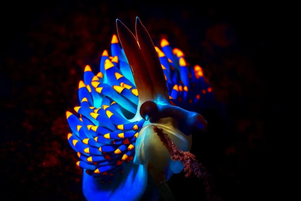 Flabellina Nudibranch