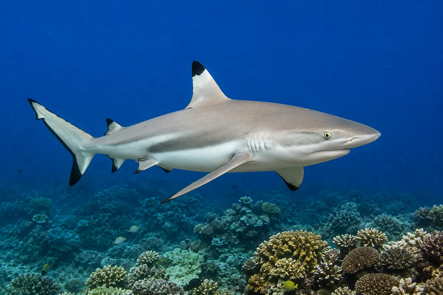 Blacktip reef shark swimming above a coral reef in Bali