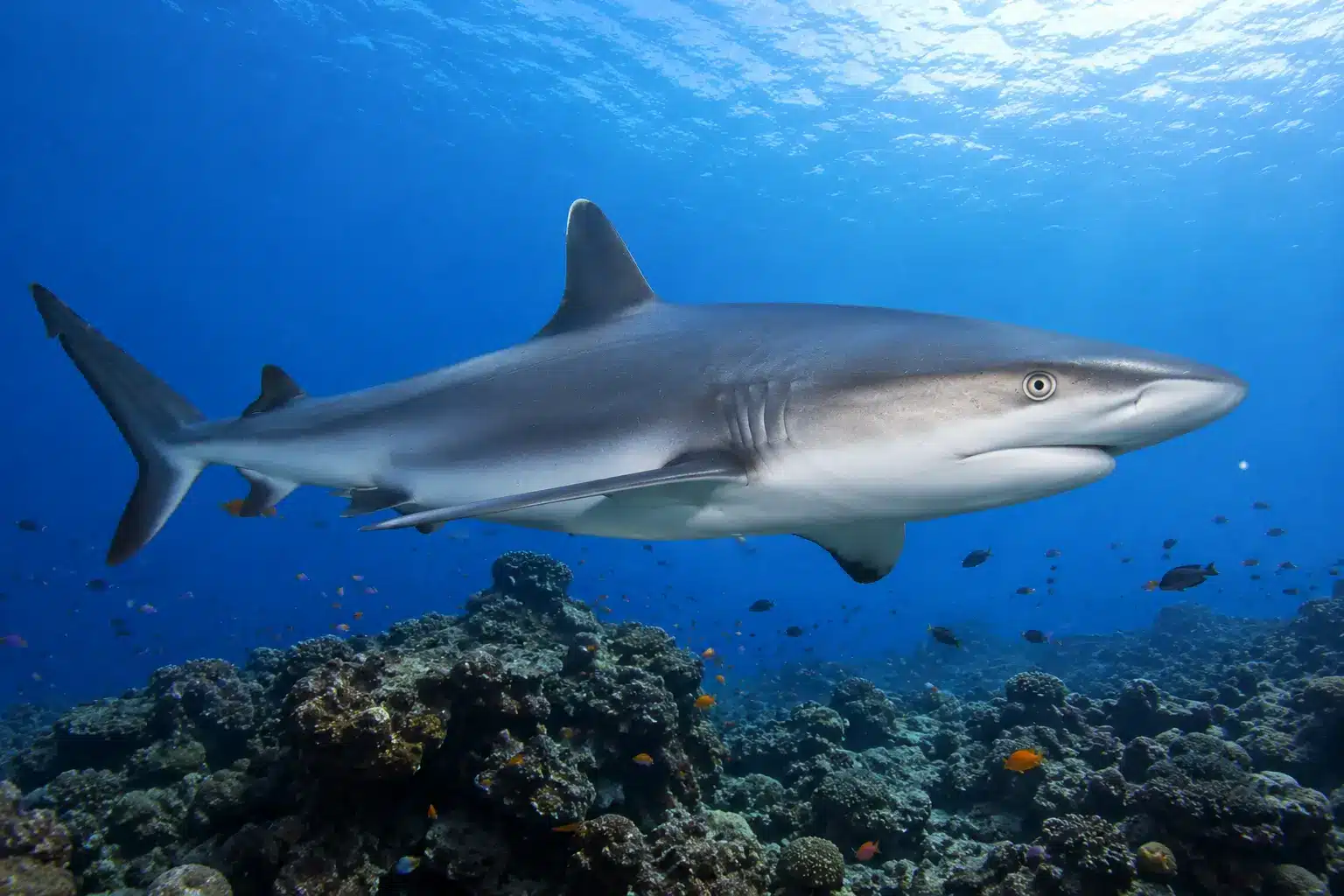Grey reef shark swimming above a coral reef in Bali