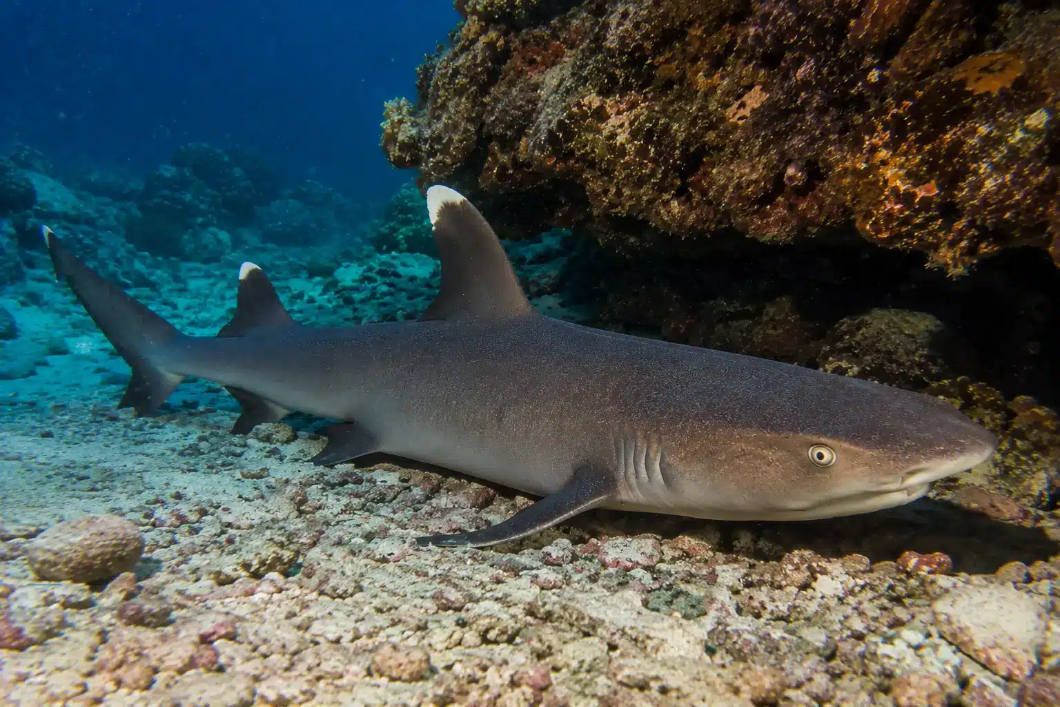 Whitetip reef shark resting beneath a coral ledge in Bali