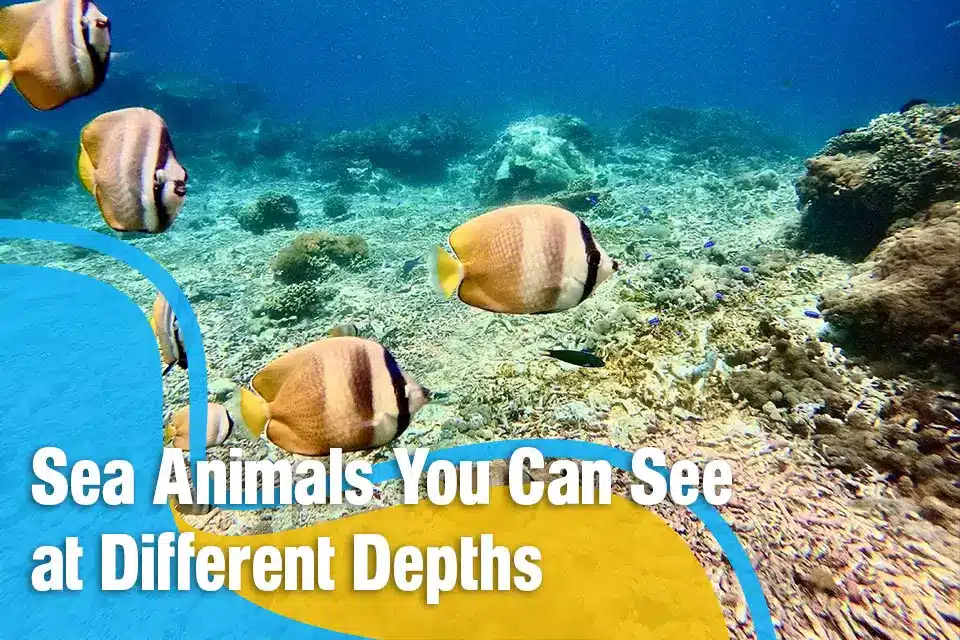 Sea Animals You Can See at Different Depths While Diving in Bali