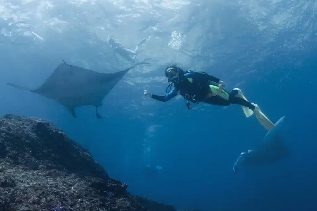 Dive with Manta Ray