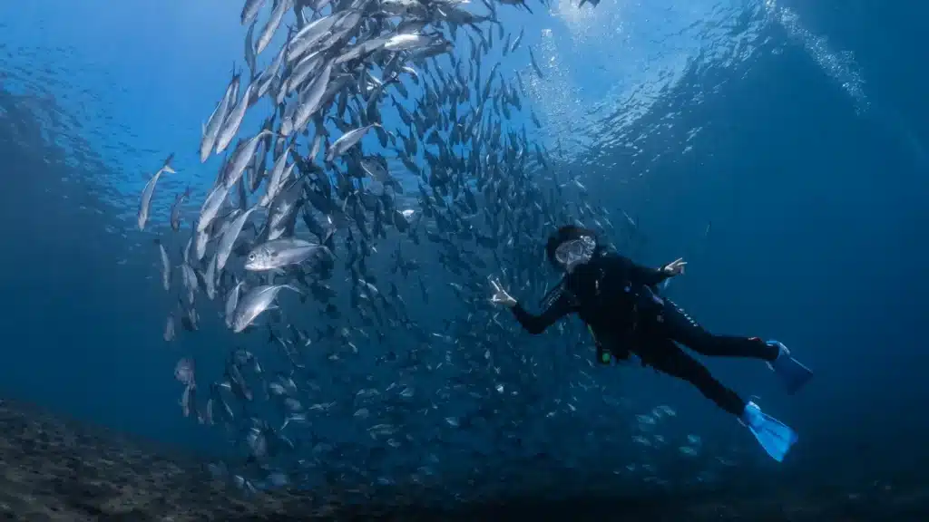 Dive with Jackfish