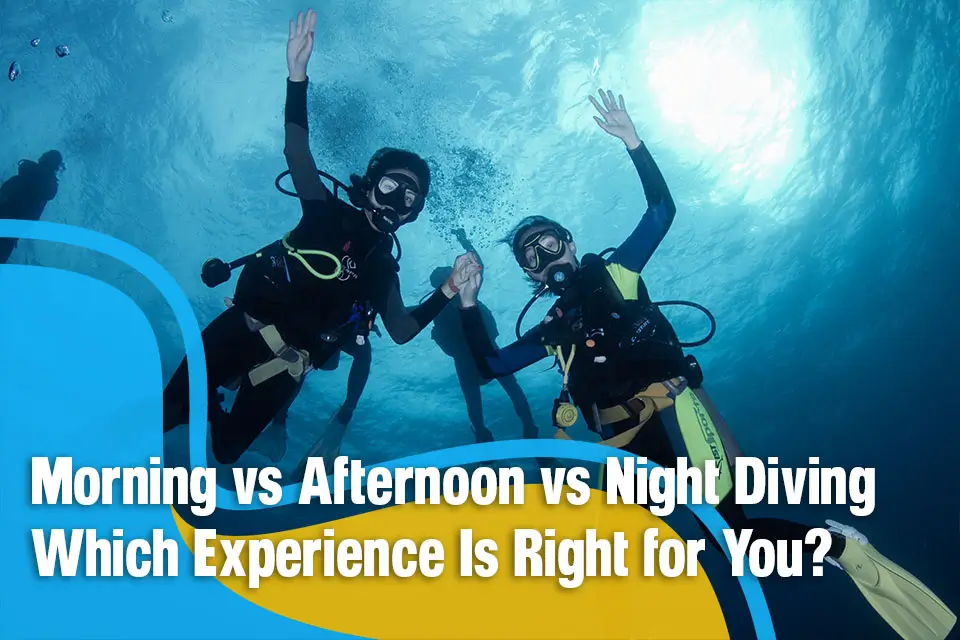 Morning vs Afternoon vs Night Diving Which Experience Is Right for You?