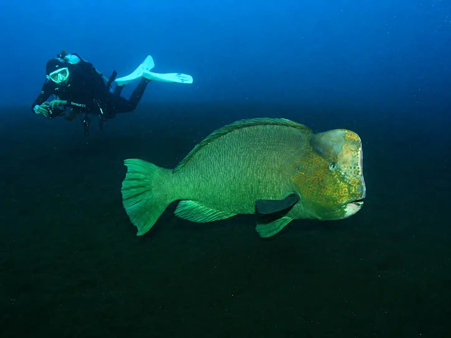 Early morning dive at the USAT Liberty Wreck in Tulamben with a Bumphead Parrotfish swimming past a scuba diver.