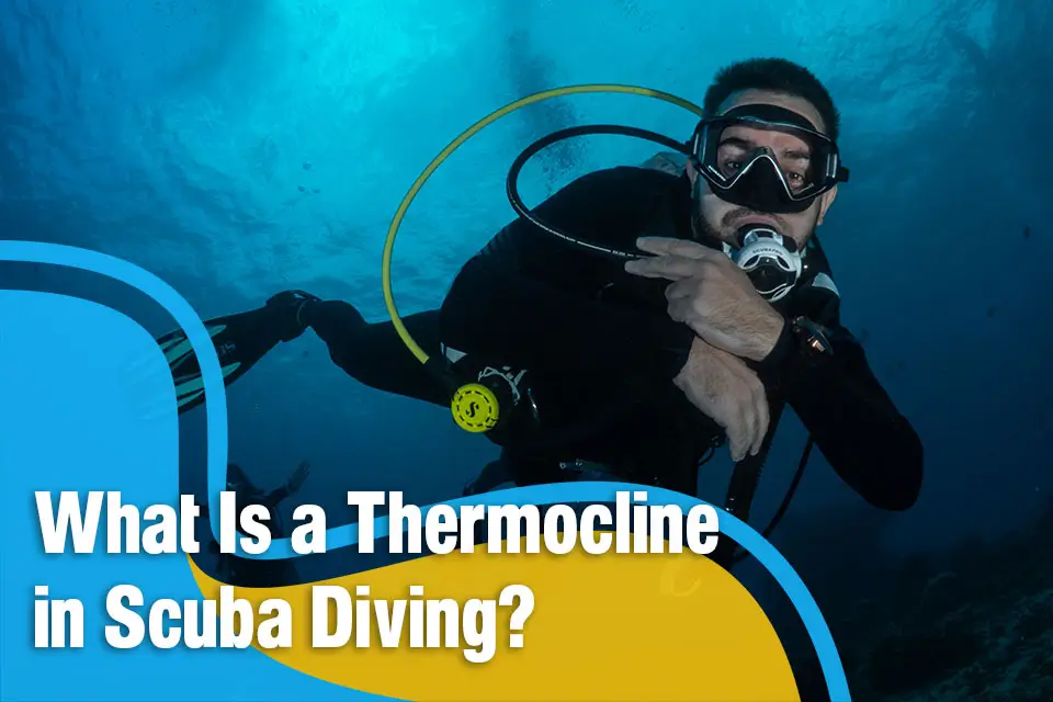 What Is a Thermocline in Scuba Diving
